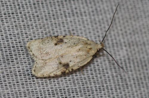 Agonopterix sp.